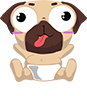 baby-pug-tongue